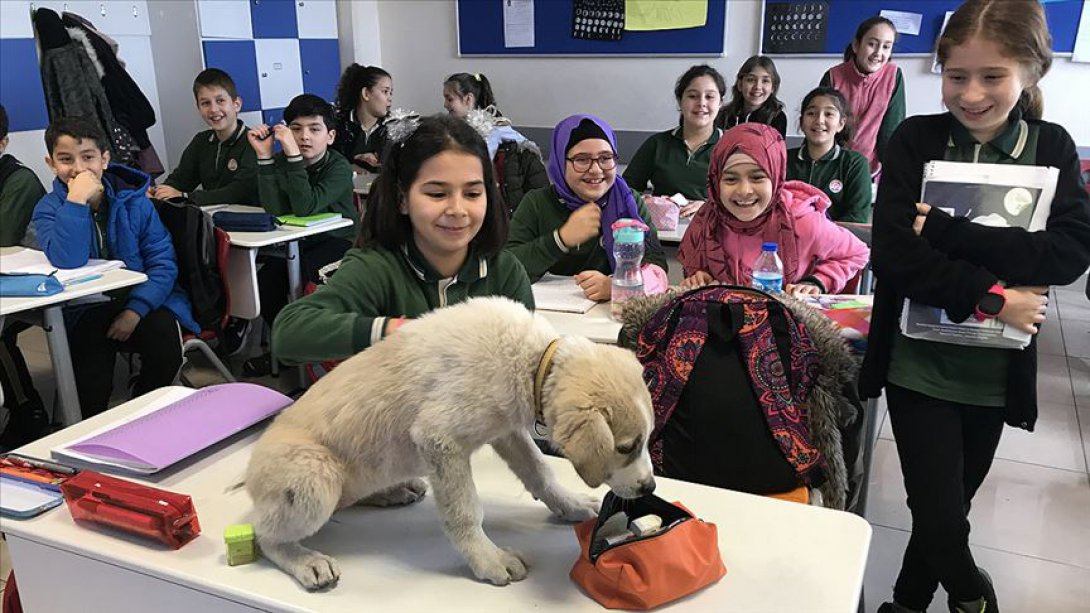 Giresun'da Okullar Sokak Hayvanlarına Sıcak Yuva Oluyor